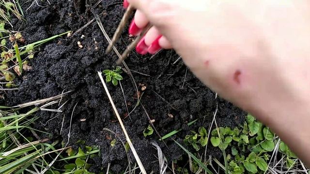 Стриж с поломанным крылом. Добываем еду. смотреть онлайн