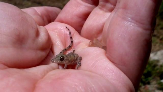 Мужчина нашел в саду странные яйца. Чудо произошло прямо на его руке… смотреть онлайн