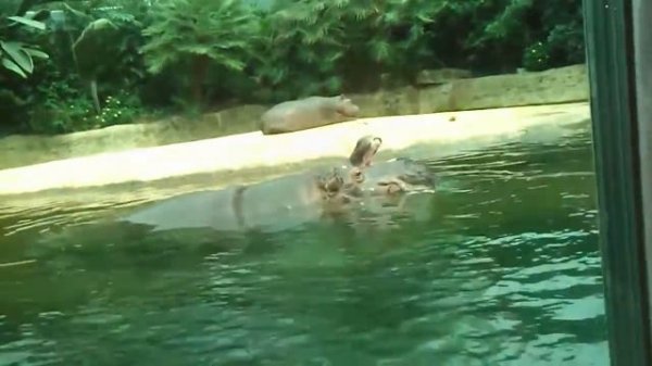 Веселые бегемоты))Fanny behemoths))