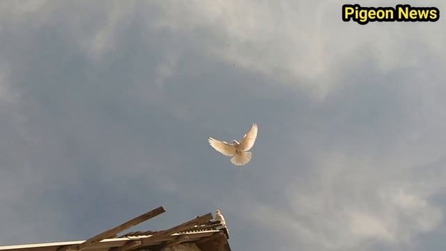 Голуби Которые Удивляют своим полетом смотреть онлайн