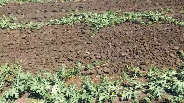 Выращиваем арбузы желтого цвета от компании Planti. смотреть онлайн