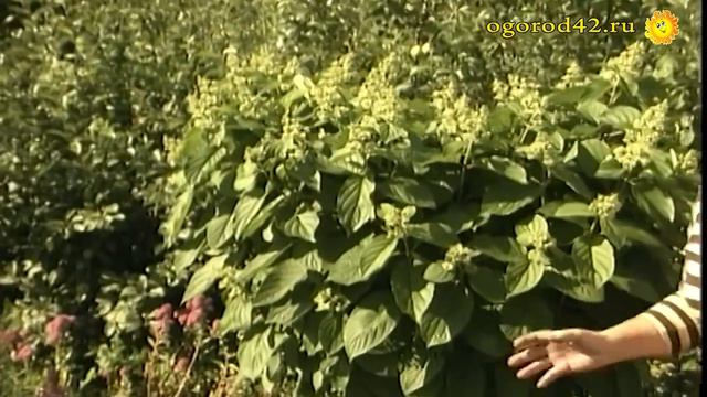 Стрижка гортензий необходима смотреть онлайн
