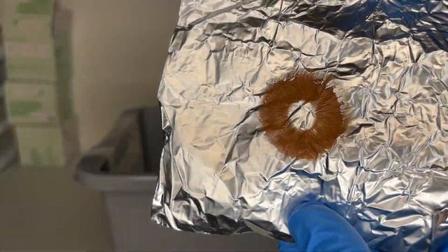 How to Collect Mushroom Spores | Spore Print & Swab смотреть онлайн