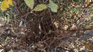 Хотите Супер жимолость - обрежьте и подкормите кусты в сентябре!!!