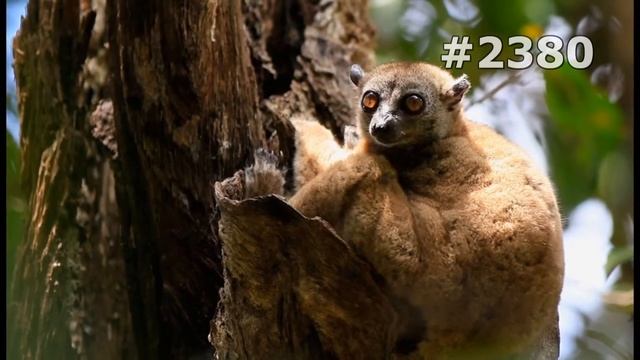 #2380. Лемуры (В мире животных) смотреть онлайн