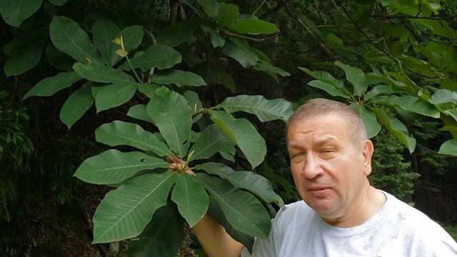 How summer magnolia is similar to ficus смотреть онлайн