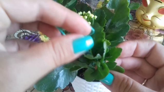 Каланхоэ после цветения. Обрезка каланхоэ смотреть онлайн