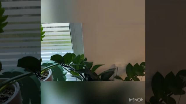 Planty Roomtour Monstera, Alocasia Und Co.