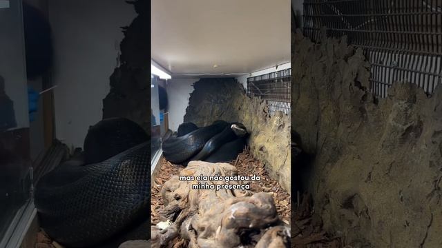 Clonando uma Linda Garota de uma Cobra Gigante em um Laboratório de DNA ??? смотреть онлайн