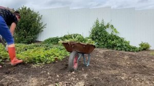 Подготовка почвы для посадки клубники.