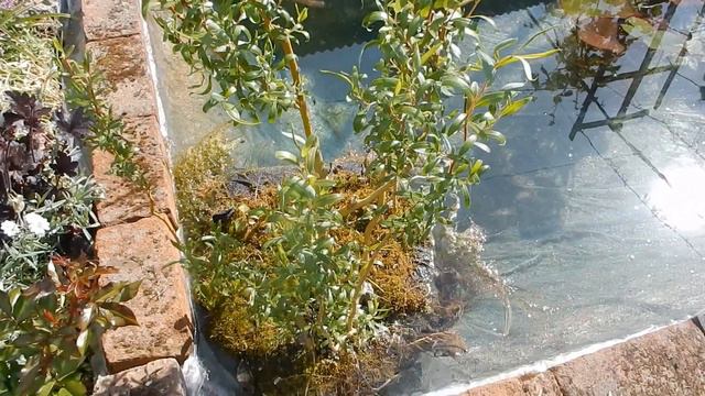 Запуск рыбок в садовый прудик. смотреть онлайн