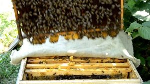 Сколько меда за сезон. Одна пчелосемья. Полная история