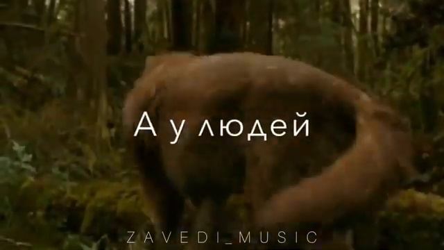 Закон волка статус ватсап смотреть онлайн