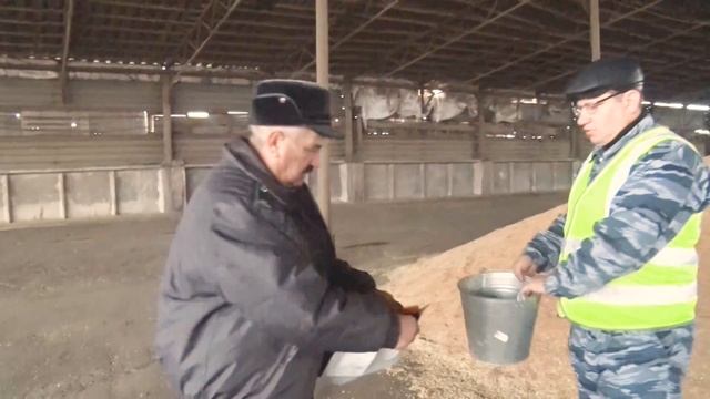 Отбор пробы зерна в хозяйстве. смотреть онлайн