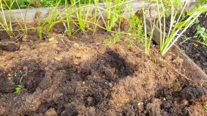 Простое супер средство от морковной мухи. Только чистая морковь.