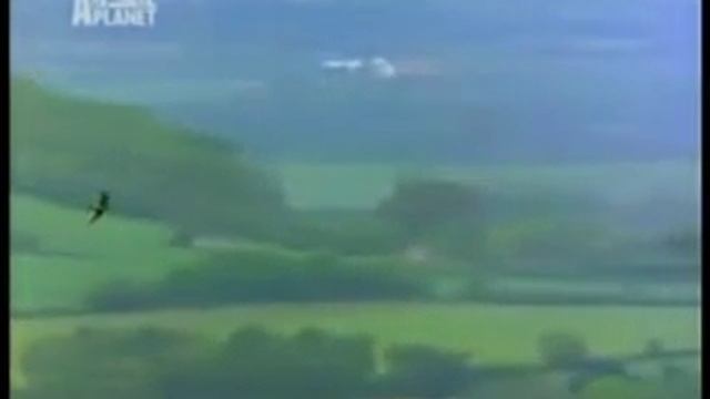 Арена сражения .Сапсан и голубь.wmv смотреть онлайн