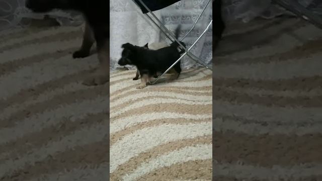 щенок ВЕО, два месяца смотреть онлайн