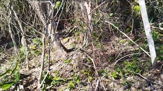 Achei toneladas de plantas carnívoras "Drosera spatulata ou Drosera capillaris" смотреть онлайн