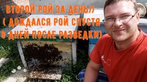 Поймал второй рой пчел!!! Рой пчел заходит в улей (2024)
