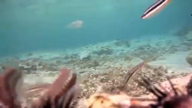 Fish Animal Planet Tv