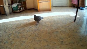 Голубь залетел в квартиру, как к себе домой