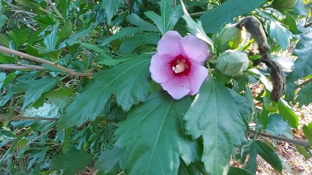 7 beneficii pentru sanatate ale ceaiului de hibiscus смотреть онлайн