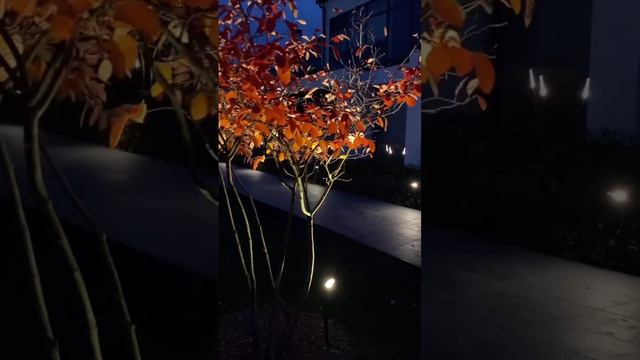 #вечер #подсветка #дача #сад #растения #романтика #эстетика #цветы