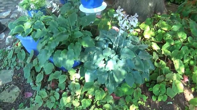 Hosta Garden Tour June 2020