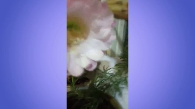 Как прекрасен этот мир! Необычный кактус смотреть онлайн