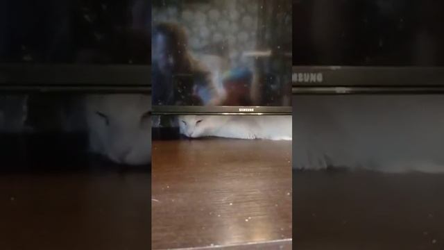 VID_20220615_071744.mp4_—_Видео.mp4 смотреть онлайн