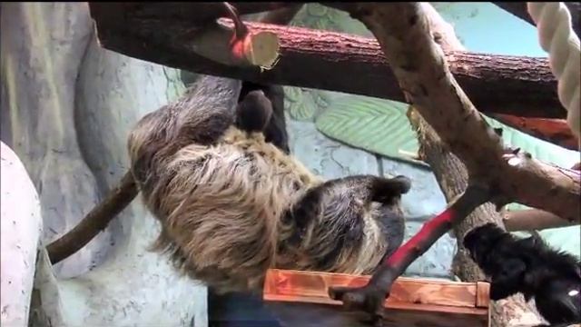 Ленивцы Милена и малыш 2.01.18г. смотреть онлайн