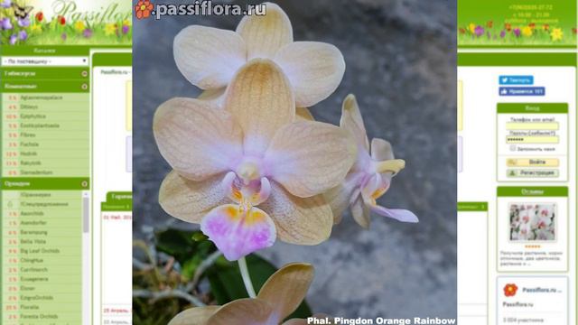 Phalaenopsis Pingdon Rainbow смотреть онлайн