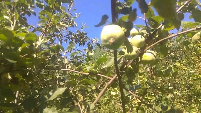 Дача - Яблони, выкошенная трава триммером Ставр, пни и проекты - 04.07.2021 смотреть онлайн