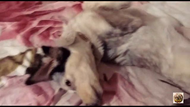 Ляля| Привет из Дома| Приют Дружок Липецк| Lala| Greetings from Home| Druzhok Shelter Lipetsk смотреть онлайн