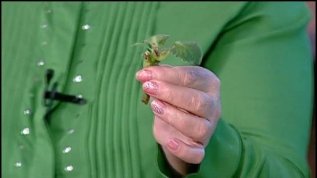 Дачники Подготавливаем глоксинию к зимнему отдыху и сеем семена к новому сезону смотреть онлайн