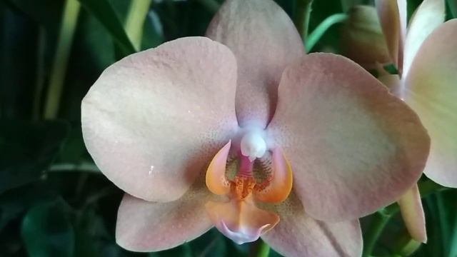 Начинает своё цветение🌸прекрасная ЛЕГАТО🌼(23.06.2021) смотреть онлайн