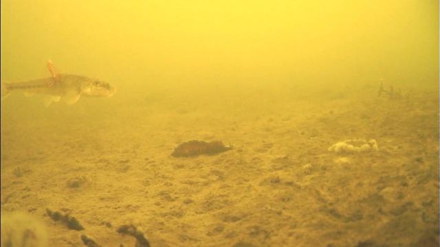 Живец пескарь и карась   Окунь на жерлицы  Язь 52