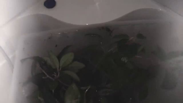 Почему не цветет хойя смотреть онлайн