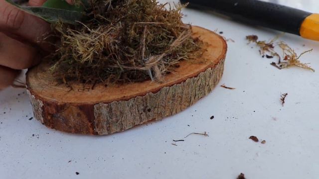 Mounting Some Ferns! смотреть онлайн