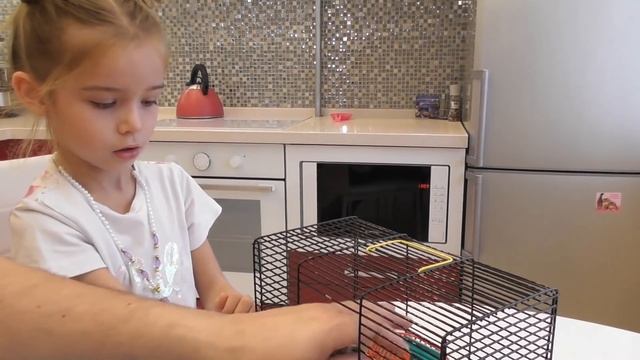 Ульяна с папой собирают клетку для джунгарского хомяка. Клетка для хомяка с Aliexpress смотреть онлайн
