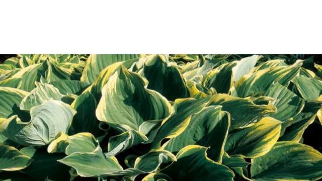 Hostas in Korea, 비비추 '사가에' Hosta ‘Sagae’ смотреть онлайн