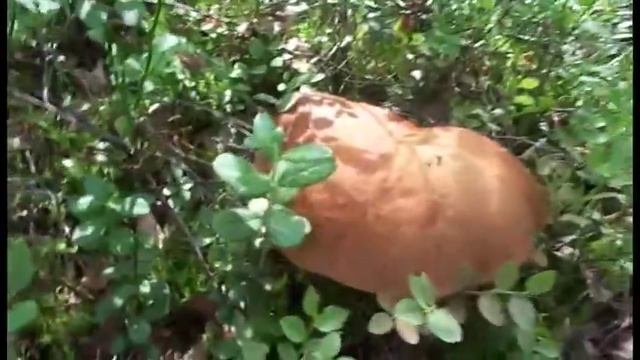 Гигантский гриб подберезовик смотреть онлайн