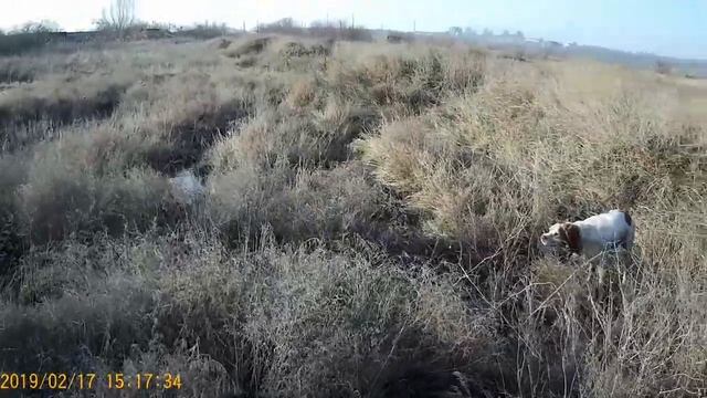 Эпаньол бретон Джони-работа по куропаткам и фазанам смотреть онлайн