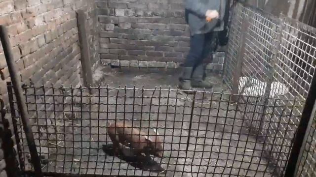 Покупка хряка. Порода свиней. ДЮРОК. Откорм на племенного хряка. Свиноводство. смотреть онлайн