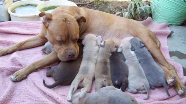 Red/Blue Nose Pitbull Pups смотреть онлайн
