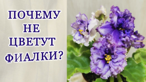 Почему не цветут фиалки. Одна из причин.