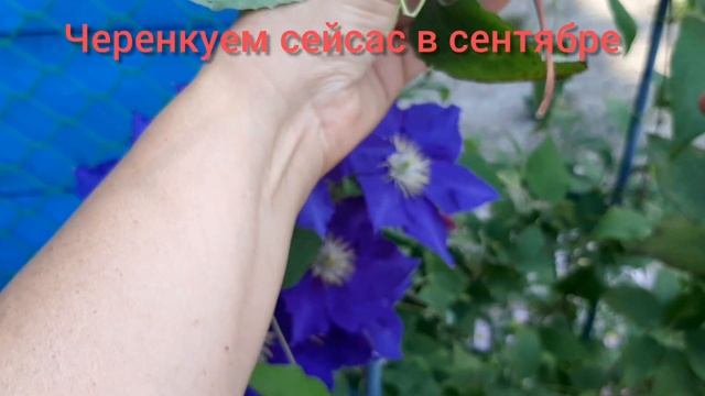 Клематисы черенкую, клематисы в саду. смотреть онлайн