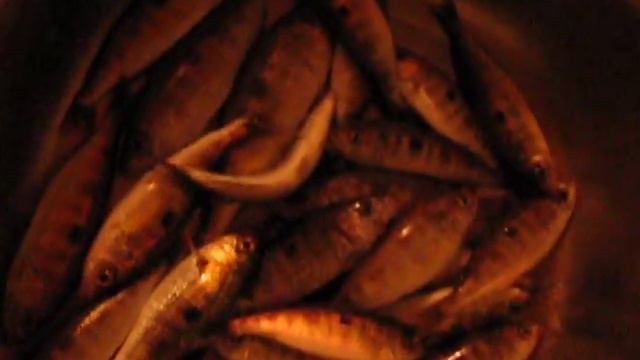 Черноморский Окунь смотреть онлайн