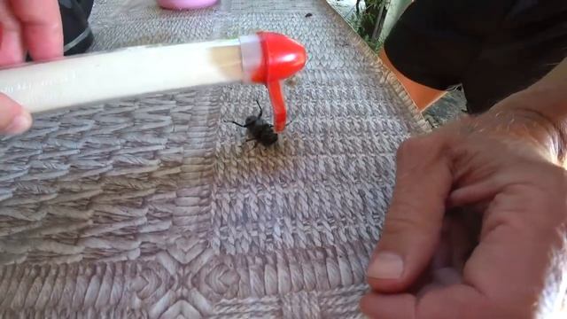 Ласка едет на дачу, СБЕЖАЛА! Возникли ПРОБЛЕМЫ смотреть онлайн