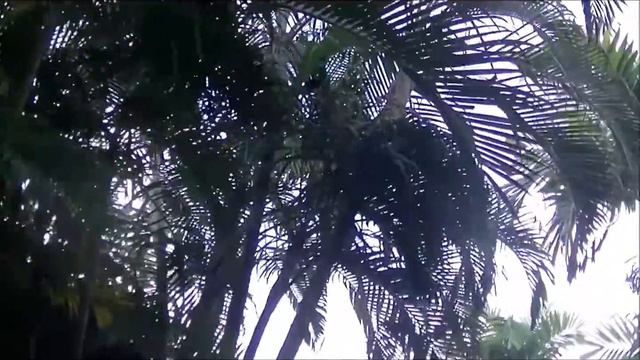 Территория отеля Phuket Orchid Resort, Таиланд